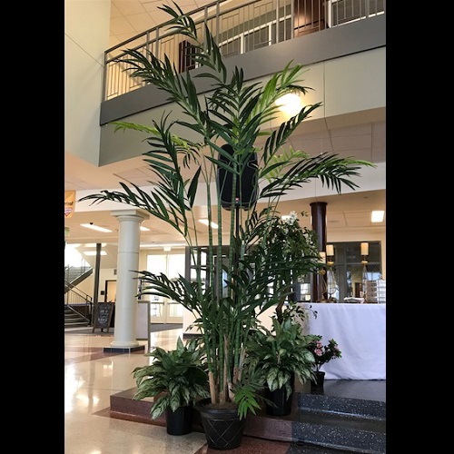 12' Kentia Palm - Themed Rentals - Tall artificial Palm Trees for Prom rentals